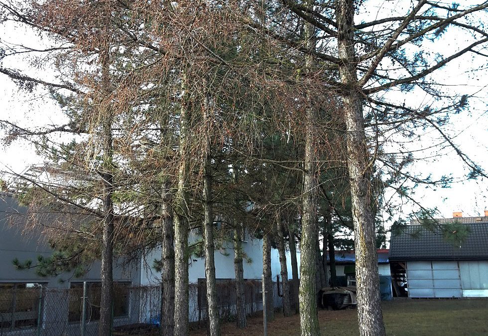 zieleń przy budynku modrzew europejski